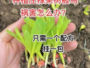 珊瑚岛秋季种植指南：推荐作物选择策略与种植要点解析