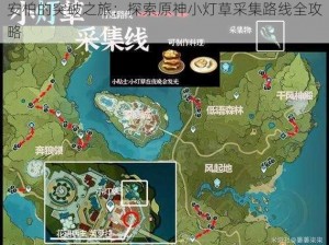 安柏的突破之旅：探索原神小灯草采集路线全攻略