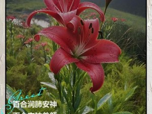 缺氧芳香百合的神奇功效与用途探索