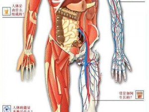 天天人体网，提供全面的人体艺术和健康知识