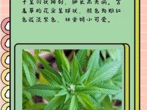 wwwwwww 含羞草——植物界的害羞小公主，轻轻一碰就会合拢叶片，十分有趣，具有很高的观赏价值