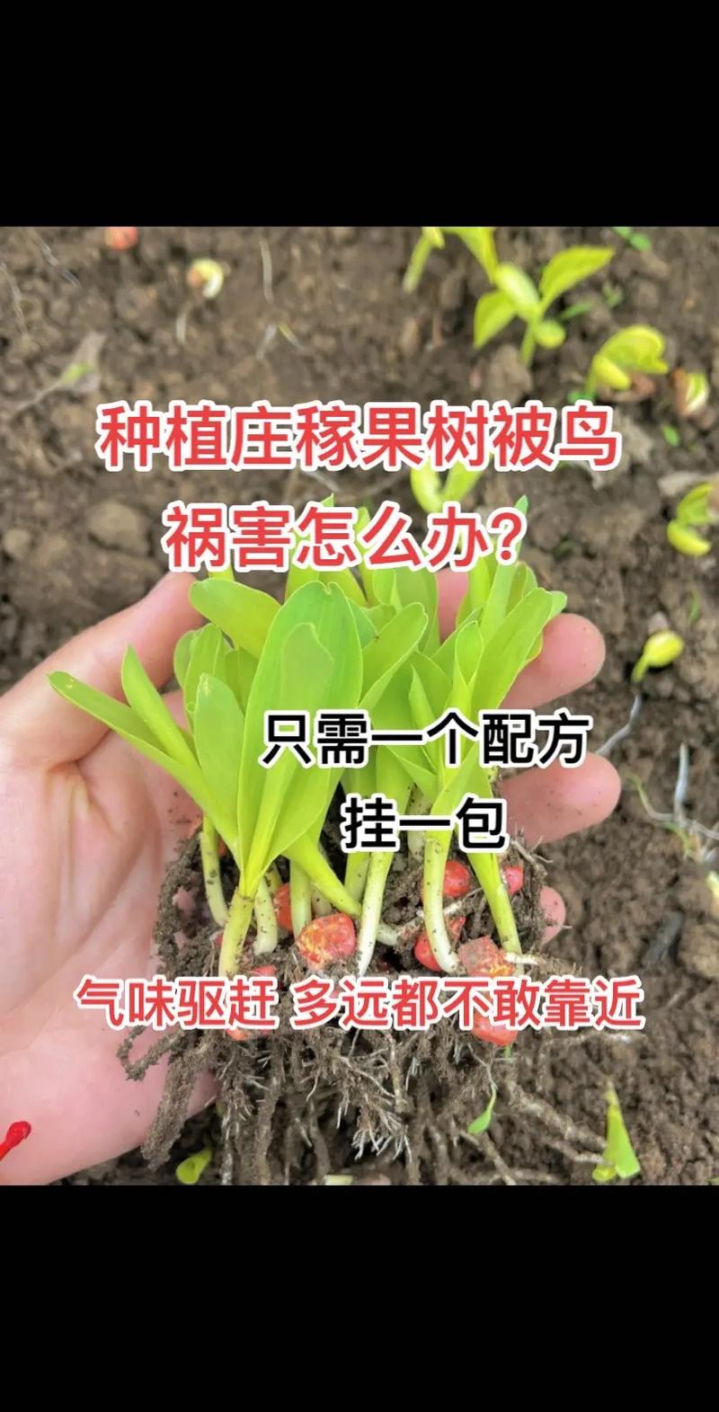 珊瑚岛秋季种植指南：推荐作物选择策略与种植要点解析