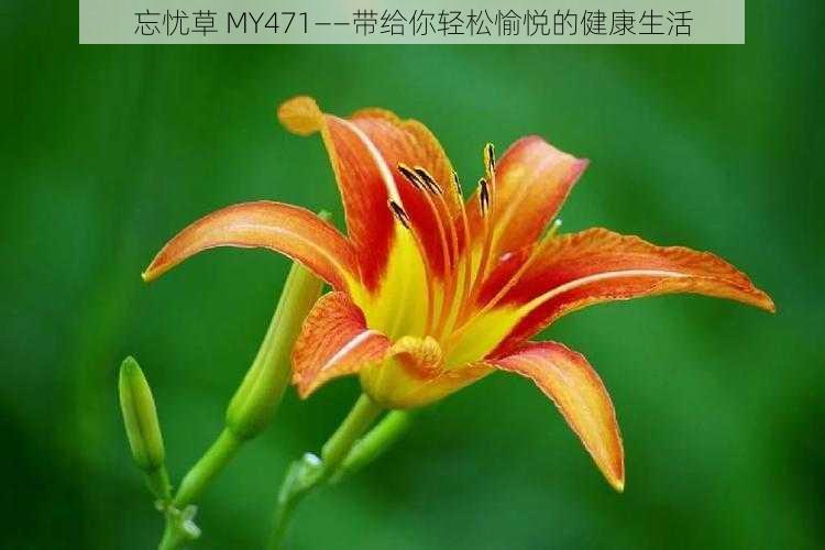 忘忧草 MY471——带给你轻松愉悦的健康生活