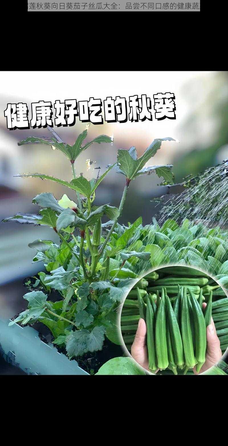 榴莲秋葵向日葵茄子丝瓜大全：品尝不同口感的健康蔬菜